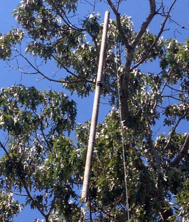 IAM lifted against tree for transmission height