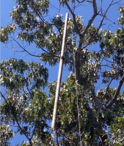 IAM mast lifted to full height against tree for transmission