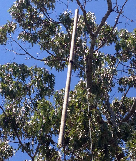 IAM lifted against tree for transmission height